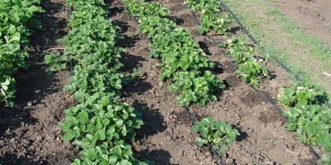 Vyberte si pásku kapání zavlažování